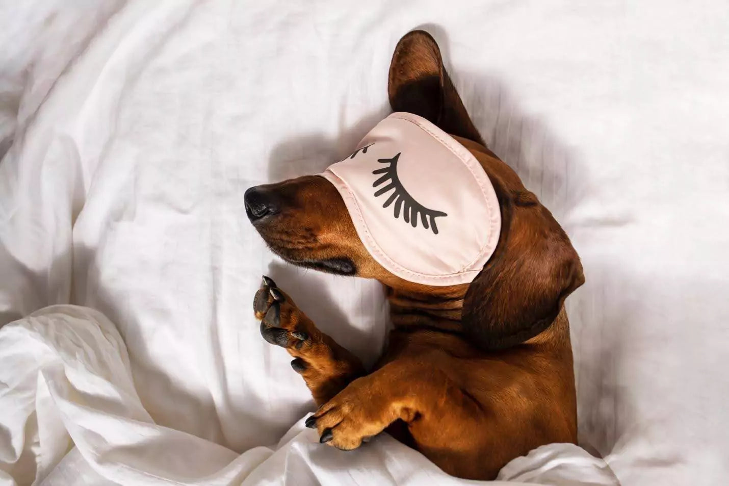 Picture of Effect of Calming Supplements for Dogs – MIHIJO